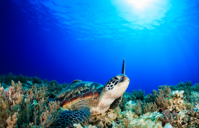 Sea turtle in Malaysia